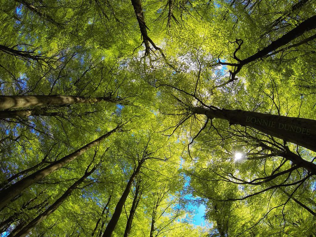 Look Up! #photography #forest #dundee