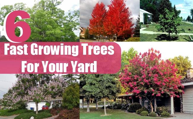 diyhomethings's tweet image. 6 Fast Growing Trees For Your Yard
diyhomelife.com/6-fast-growing…
#gardeningtips  #yard #growingtree