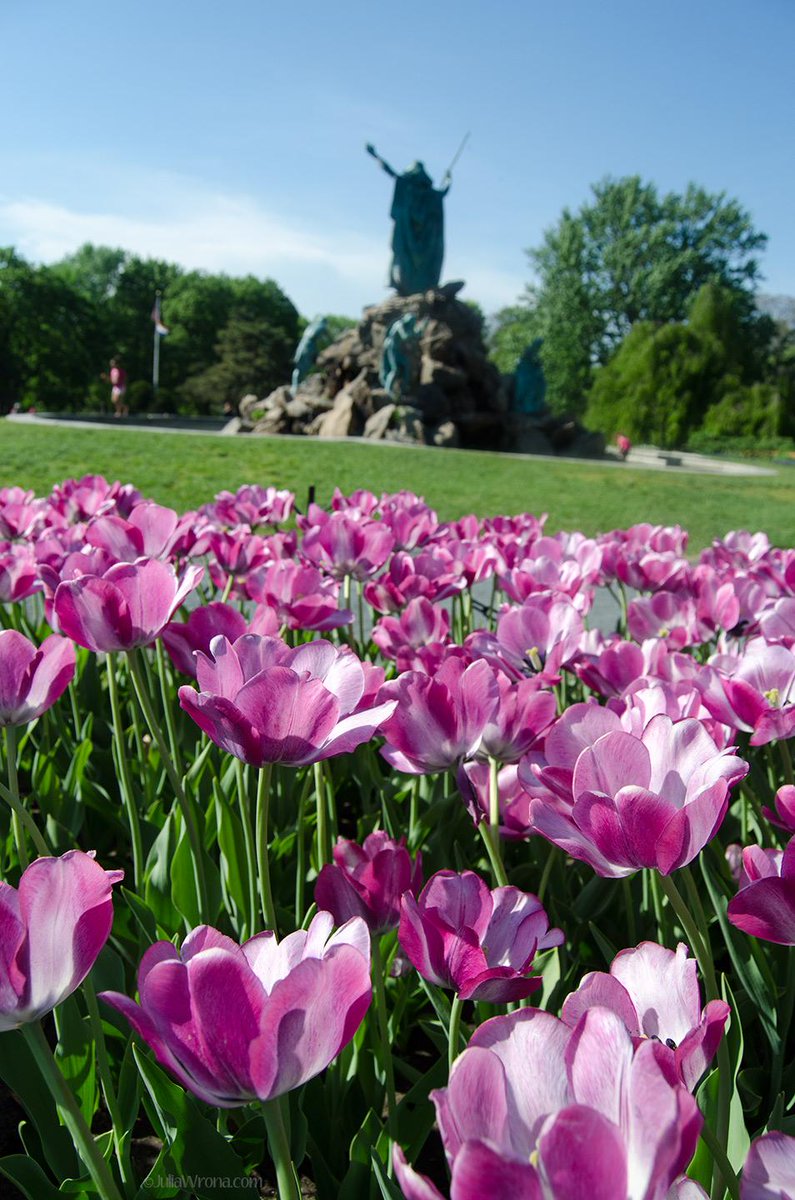 IntoOurElement's tweet image. A trip to #Albany after the #TulipFestival intoourelement.com/spring-blossom… #flowers #spring #travel #tulips