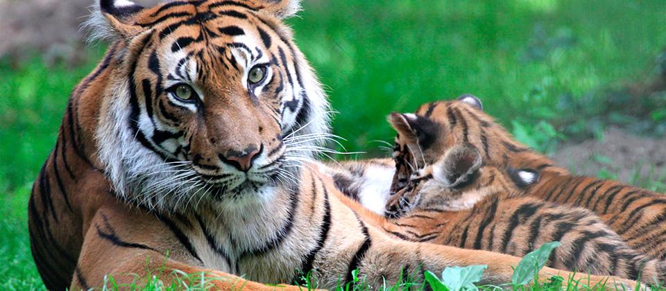 RnfrstAlliance's tweet photo. As few as 400 Sumatran #tigers remain in the wild. Learn more: http://t.co/241j0mdfY8 #FollowTheFrog http://t.co/CkedhP4Sl8
