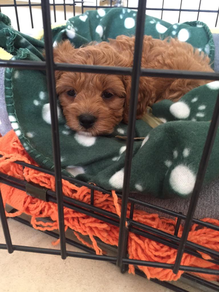 cloud_meranda's tweet image. The new kid on the block ! My babe willow xxx