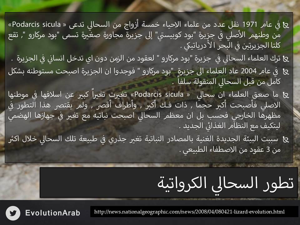 EvolutionArab's tweet photo. تطور السحالي الكرواتية #نظرية_التطور http://t.co/kfKfMVrCXF