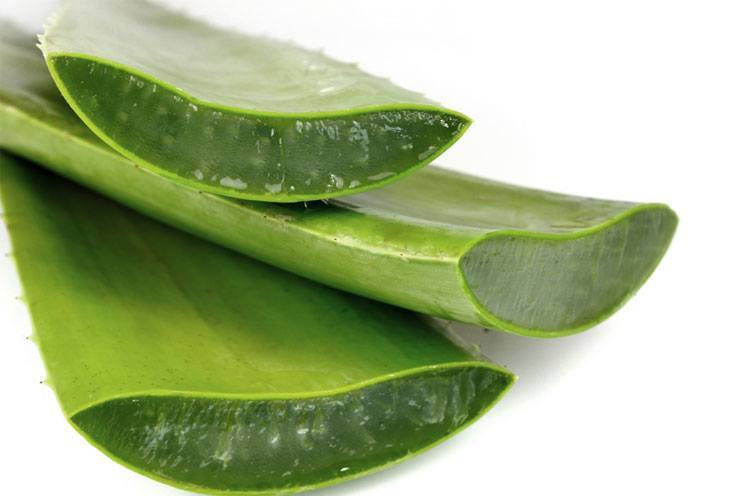 RngTips's tweet image. Aloe Vera Face Pack For All Skin Type
Aloe Vera is considered by many to be a miracle plant,
healthbeautyadviser.blogspot.com/2015/05/aloe-v…