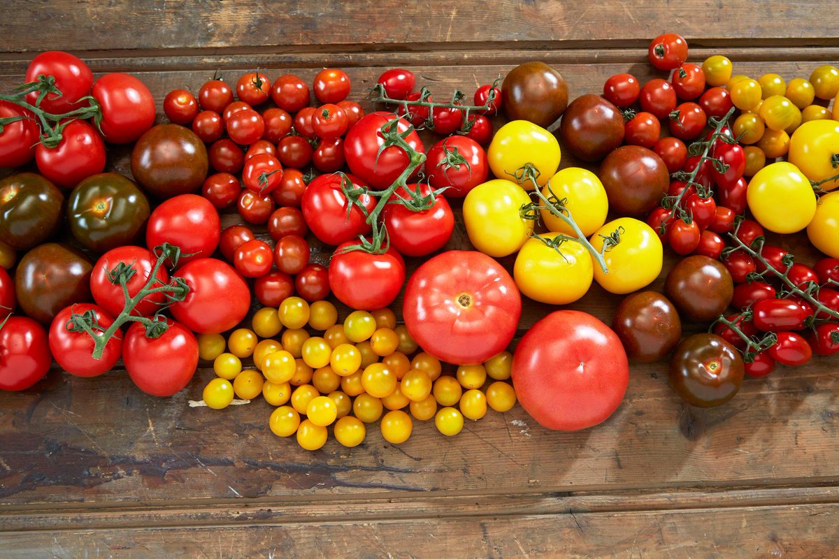 Nå er det høysesong for norske tomater. Les mer om dette fantastiske "gulleplet": frukt.no/gronne-fakta/a… #5omdagen