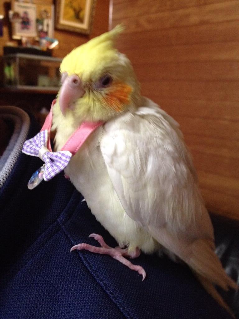 かわいい動物 インコ動画 画像 Okameinko123 Twitter かわいい動物 インコ動画 画像 Okameinko123 Twitter