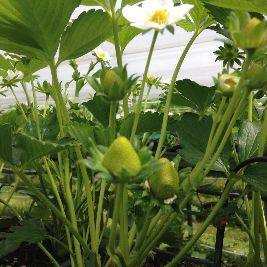 DeJongfruit4064's tweet photo. Mooie florina aardbeien in aantocht. Wachten op mooi zonnig weer deze zomerkoninkjes. http://t.co/BKqn5asVFA