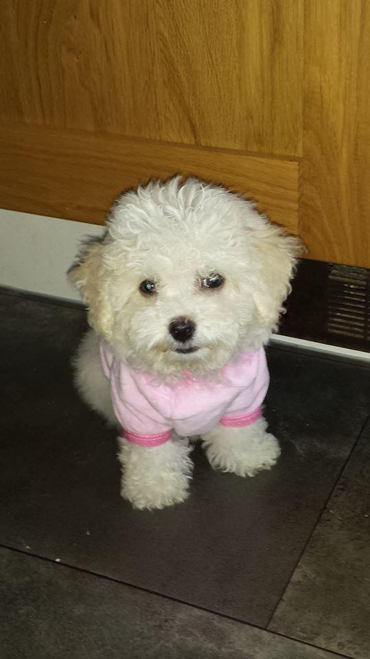 MediatelUK's tweet photo. You can now follow Teddy on Instagram @princessteddy15 for all her pup dates :D #officedog http://t.co/DghQv9futn