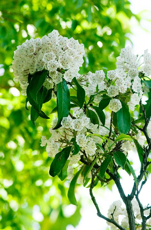 花鳥風月 カルミア アメリカシャクナゲの写真です 日傘みたいな不思議な形の花ですよね 花言葉は 大きな希望 です Kalmia カルミア アメリカ石楠花 花 Flower 写真 Photo 写真好きな人と繋がりたい Http T Co Zrdr9c26jo Twitter