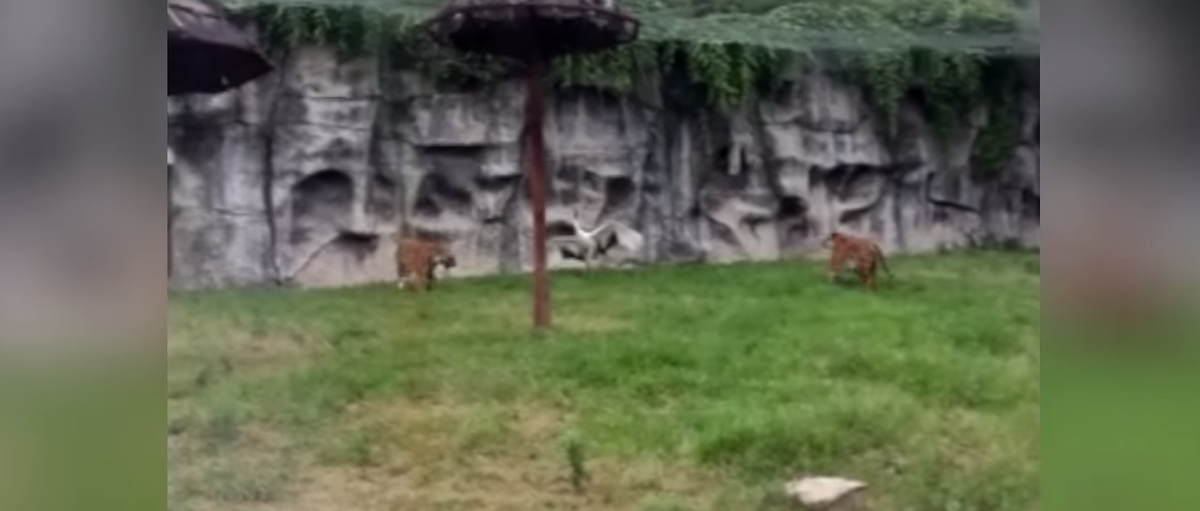 ActualidadRT's tweet photo. Video: Una grulla 'kung-fu' repele el ataque de dos hambrientos tigres http://t.co/Mk8fXefHE6 http://t.co/6W2Sa3YPeK