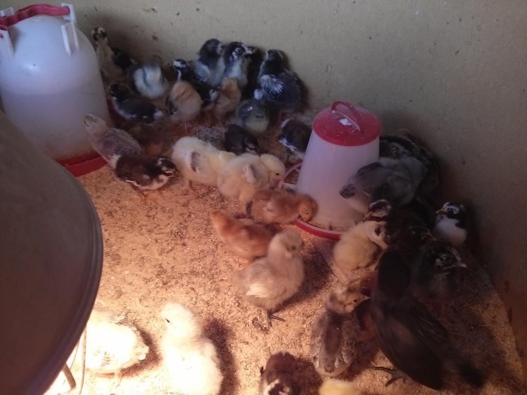 IncubatorsFS's tweet photo. Here are the #chicks collected today meeting up with their friends on the farm. http://t.co/8LPLvfuyQZ