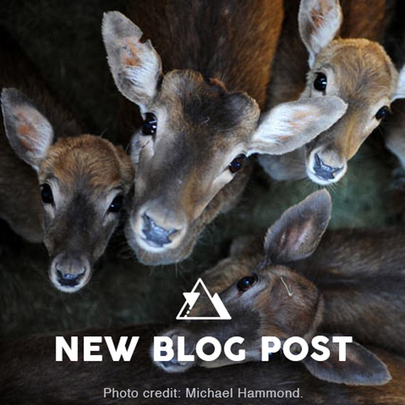 hikedsofar's tweet photo. New blog post – The element of surprise #reindeer #zebra #saywhat http://t.co/wrE4rlIpEA http://t.co/s63oxoWq5n