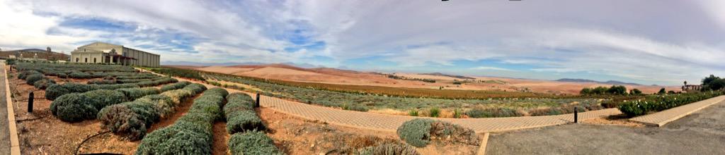 Wish you were here? #lavender #freshAIR #birdsong everywhere <a href="/OrgdeRacWines/">Org de Rac</a>