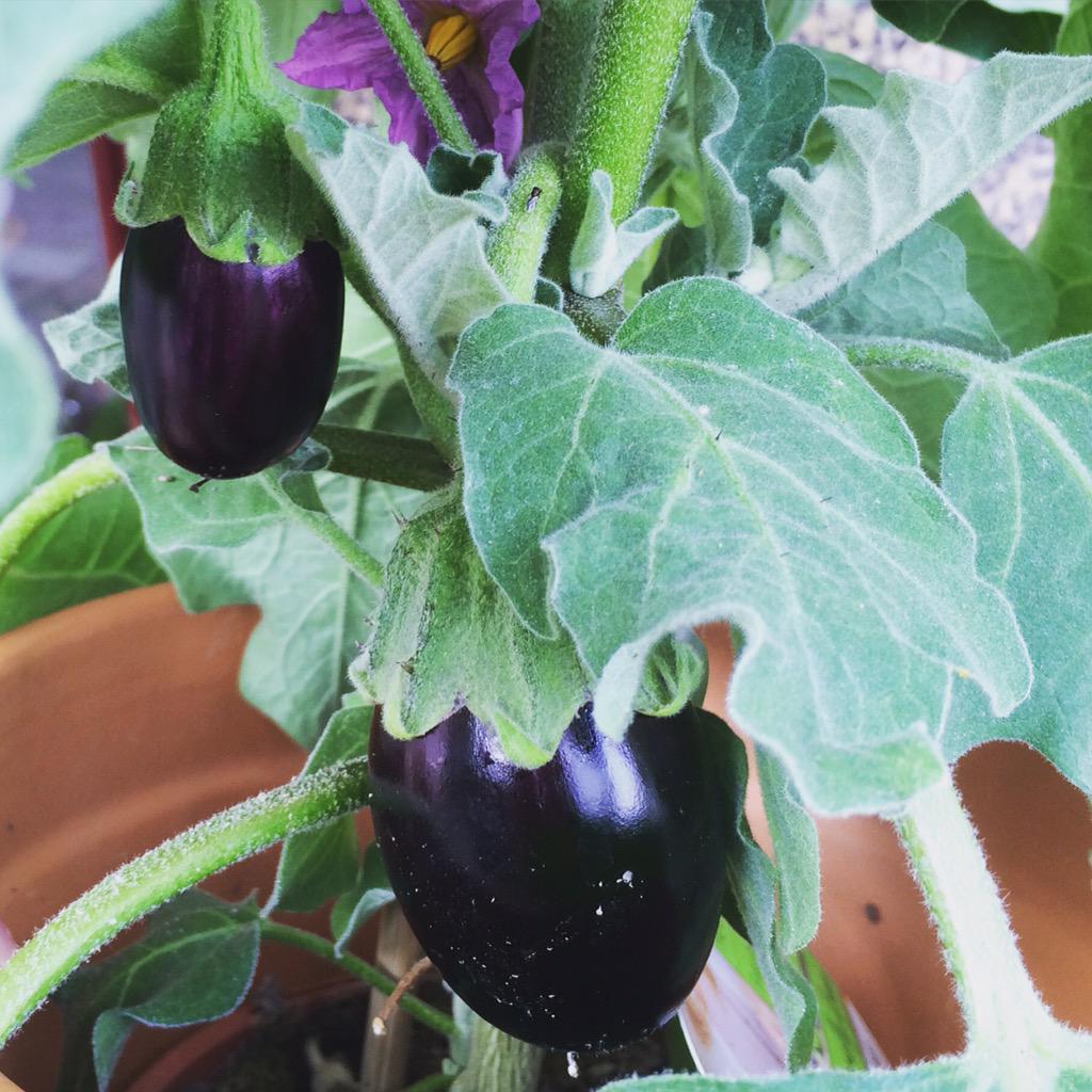 MonFleuri's tweet photo. Mon Fleuri verkoopt vanaf vandaag Aubergine! De plant dan 😉. #bloemen #planten #bloemenwinkel #arnhem #modekwartier http://t.co/Vf0CBZXNkZ