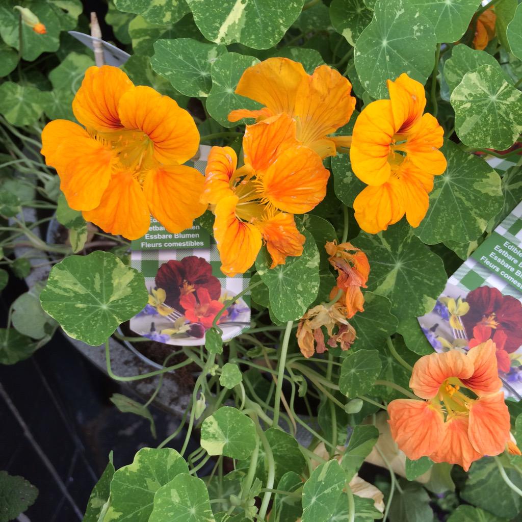 MonFleuri's tweet photo. Mon Fleuri verkoopt vanaf vandaag Aubergine! De plant dan 😉. #bloemen #planten #bloemenwinkel #arnhem #modekwartier http://t.co/Vf0CBZXNkZ