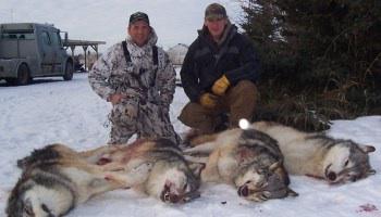 hugwildlife's tweet photo. Canada, Stop Hunting Wolves!!!! Look at the men & #DeadWolves It's #JustTrophyHunting Look at their evil smiles!#STOP http://t.co/ObWlhV8Can