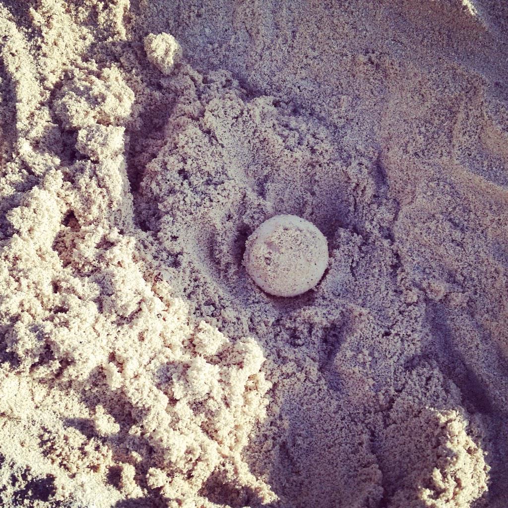 HelpTulumDogs's tweet image. First turtle nests of the season r here, please if u go w your dogs 2 the #tulum beach be extra careful with them.
