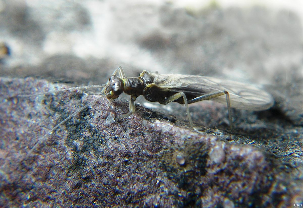 mtbogan's tweet photo. Conservation genetics of Lednia tumana, rare stonefly found in glacial meltwater. Great talk by S. Hotaling! #2015SFS http://t.co/uOikuHaU5a