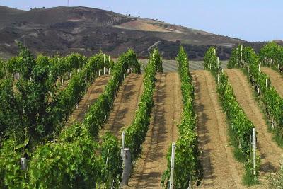 vite2vino tweet picture