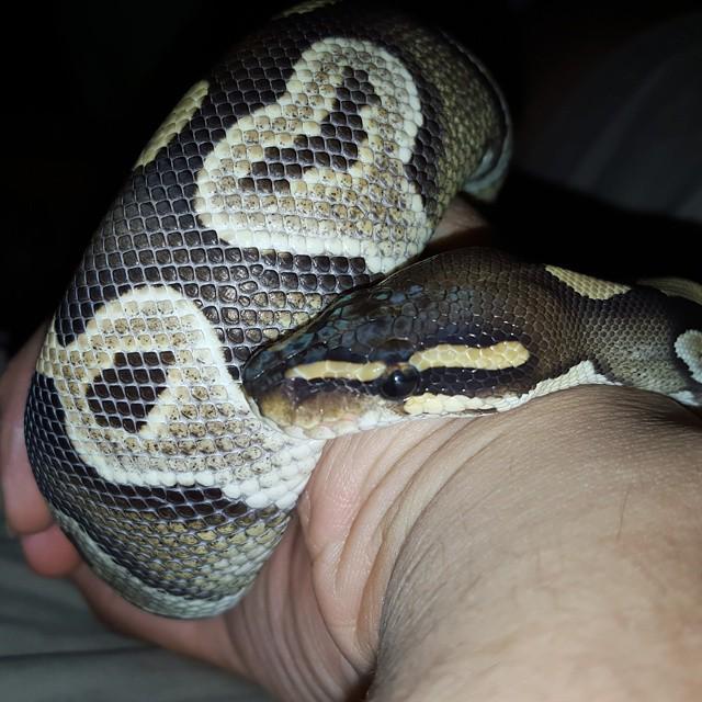 reptiles's tweet photo. #Reptiles: RT @dandroid4g: Hopefully Pollux is up for meeting new people 🙏🌟🌟 #ballpython #mojaveballpython #morph #… http://t.co/s5L9aDq6km