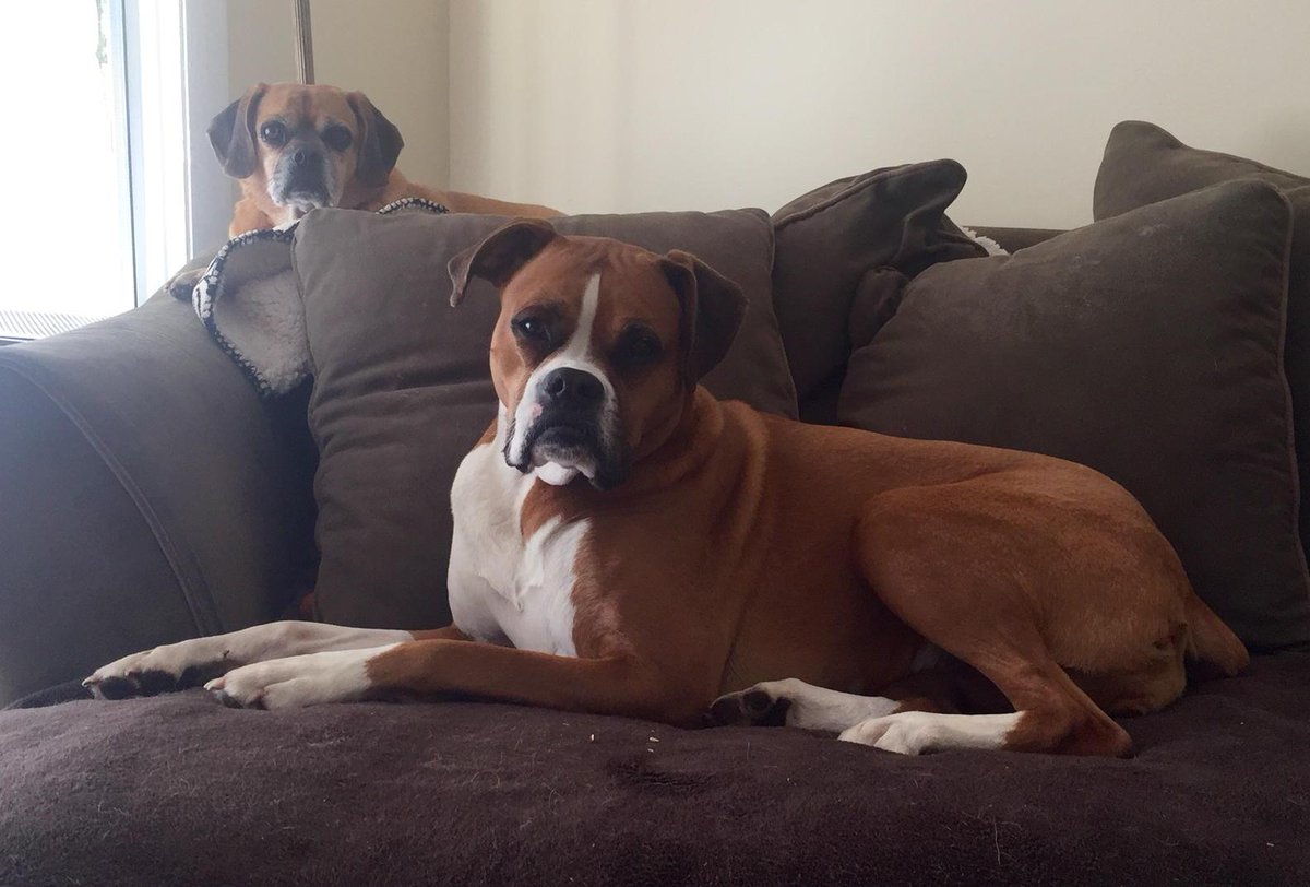 HappyPuggle's tweet photo. Have a good day at work, mom! #happyandsky #naptime http://t.co/DWNZSdGxRE