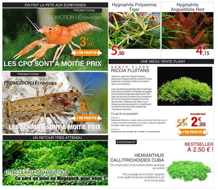 floraquatic's tweet photo. Des Écrevisses agrementées d'Utricularia et de Riccia au repas, ça vous dit ? http://t.co/PiJBsRGlwA http://t.co/PhQ7ZWz9OQ
