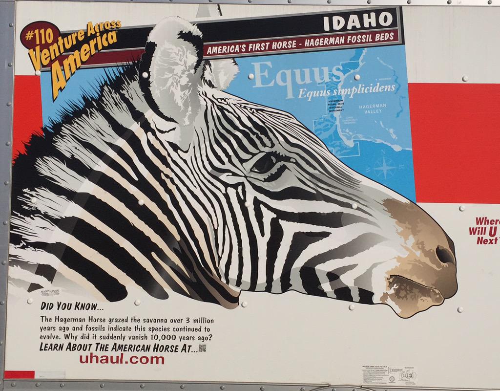 tripleflash's tweet image. Here is the actual zebra that is crossing the country. #zebracrossing
