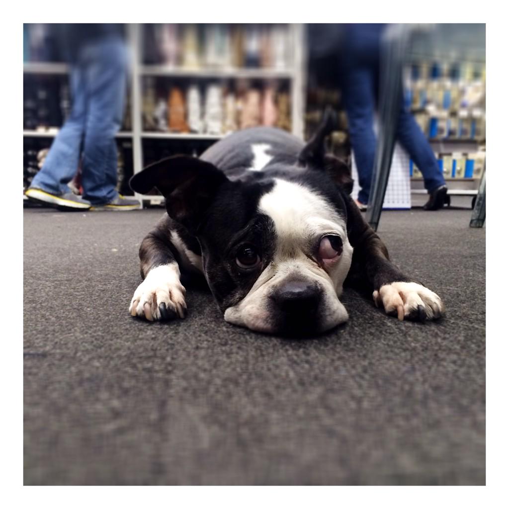 316DesignSource's tweet image. This babe. #MoodFabrics #NYC