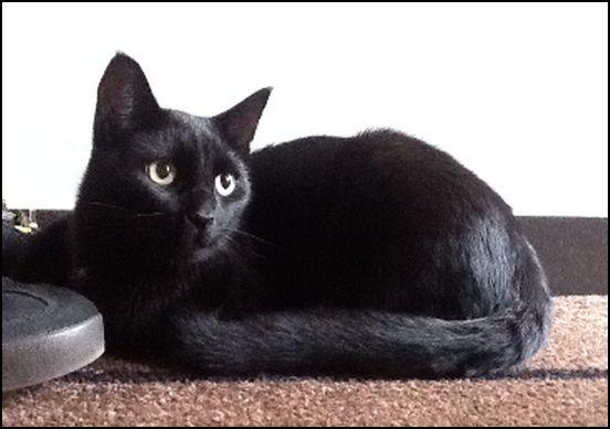 De_HerenigingNB's tweet photo. Nog steeds VERMIST: KAT FELIX (chip) ex-♂ #EINDHOVEN #NB #DHver 3/8/14 info: @FelixVermist https://t.co/xPI1nB3Q7U http://t.co/C7GA4ZUnPD