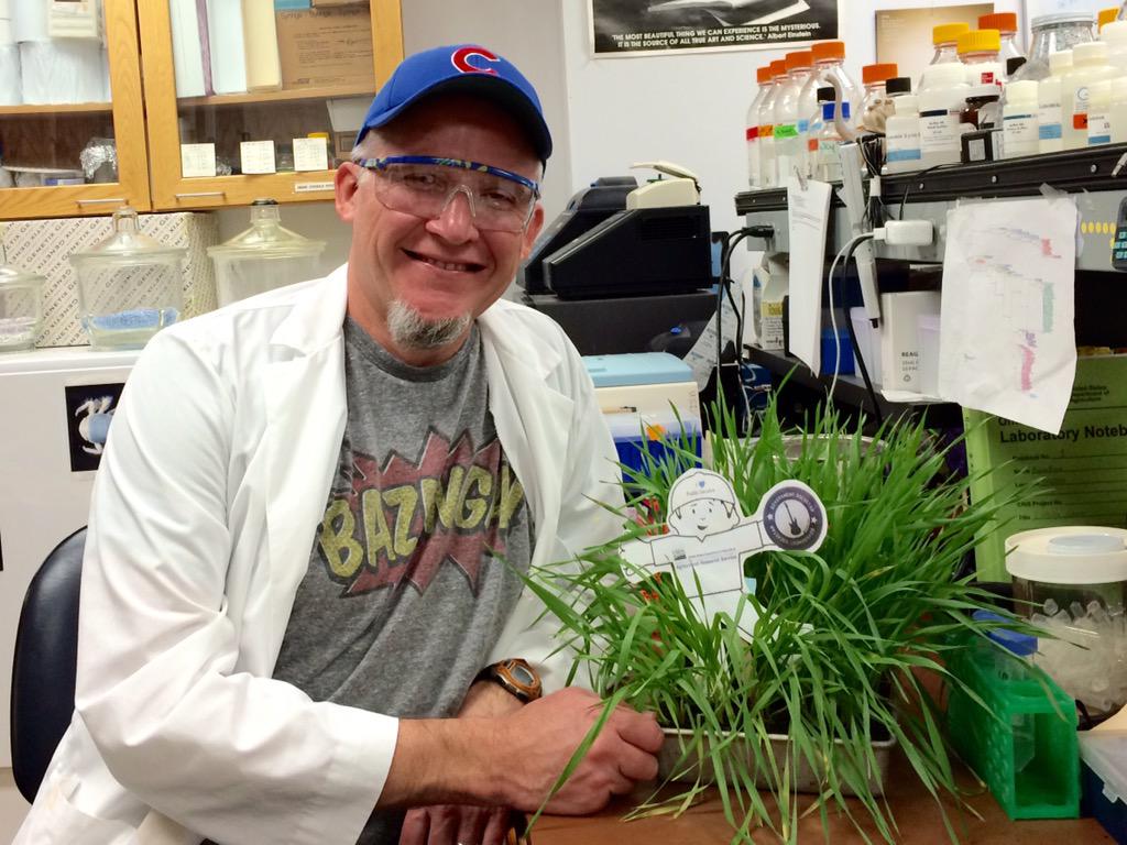 bluessherpa's tweet photo. Flat Stanley and I working towards more disease resistant #wheat! #usda #Agriculture #fellerslab #usda_ars http://t.co/FxJF6q3gTA