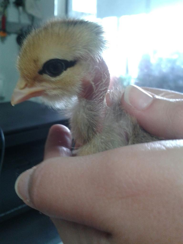 alguerrero10's tweet photo. Hoy recibimos nuestros animalitos y algunas tan coquetas como ella ya maquillada para el finde @ANTGUEMOR @Huesca466 http://t.co/eLAf1BTiGV