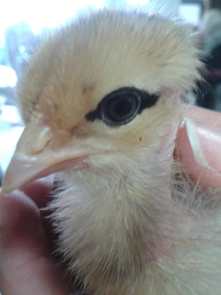 alguerrero10's tweet photo. Hoy recibimos nuestros animalitos y algunas tan coquetas como ella ya maquillada para el finde @ANTGUEMOR @Huesca466 http://t.co/eLAf1BTiGV