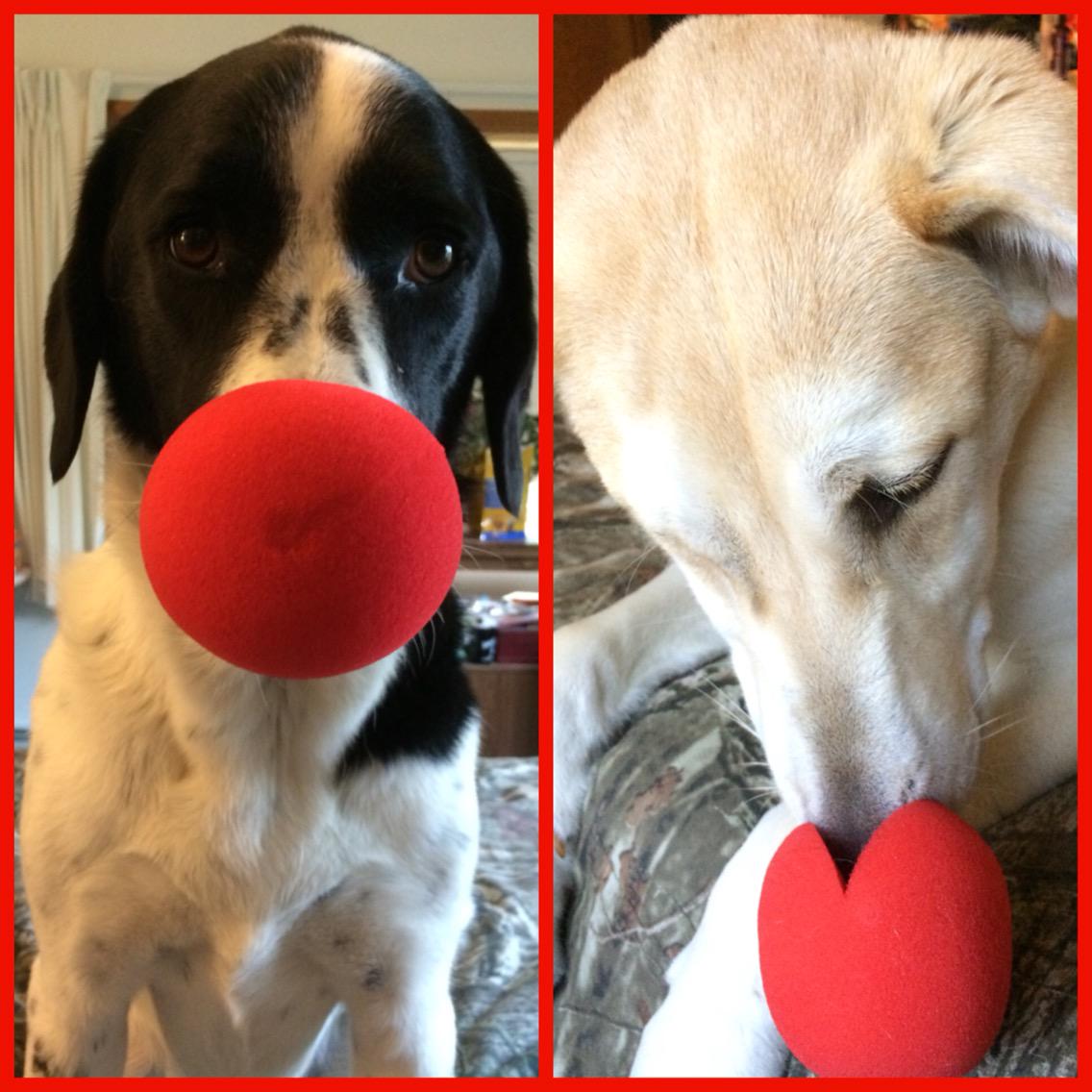 chevylady96's tweet photo. #rednoseday we ❤️ kids, furry friends need help too. #rescuepets #kids  https://t.co/CzpNfanH1z http://t.co/SMVzJiOLch