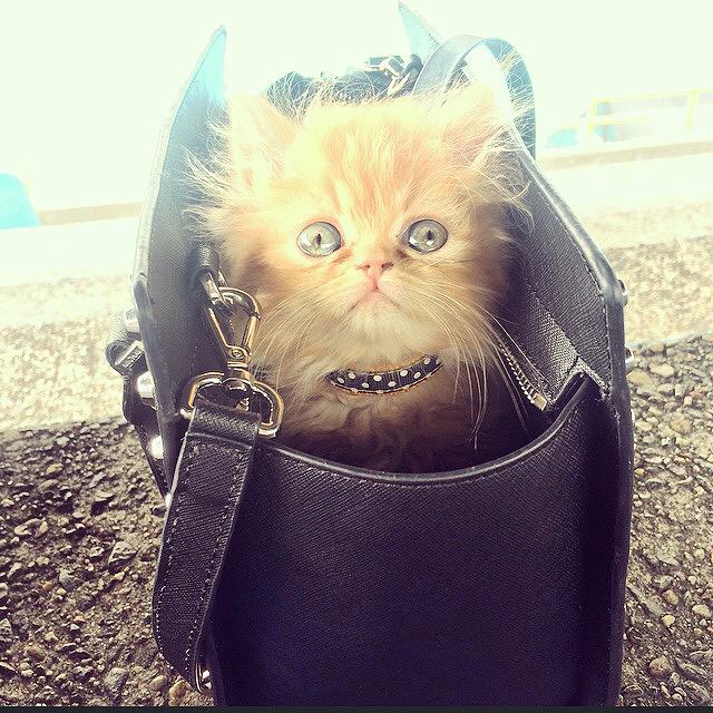 julymarin's tweet photo. @catsofinstagram #catsofinstagram http://t.co/fqezBkQZ2F