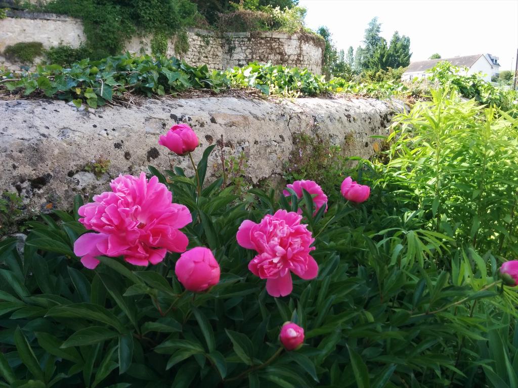 onvousinvite's tweet photo. A @montresor37 des roses à tous les coins de rue #roses #montresor http://t.co/s6dyPAFsoL