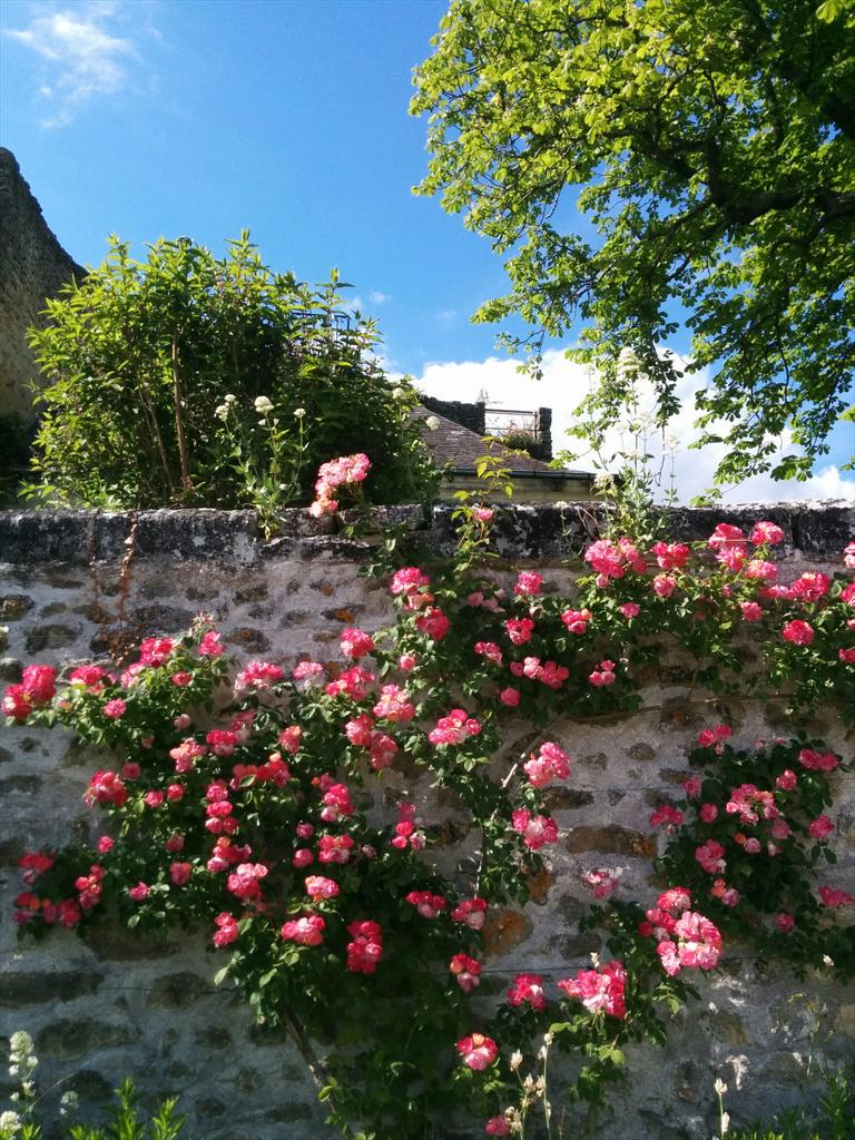 onvousinvite's tweet photo. Et en plus elles sentent hyper bon #roses #Montrésor #ChateaudeMontrésor http://t.co/7vseImew2i