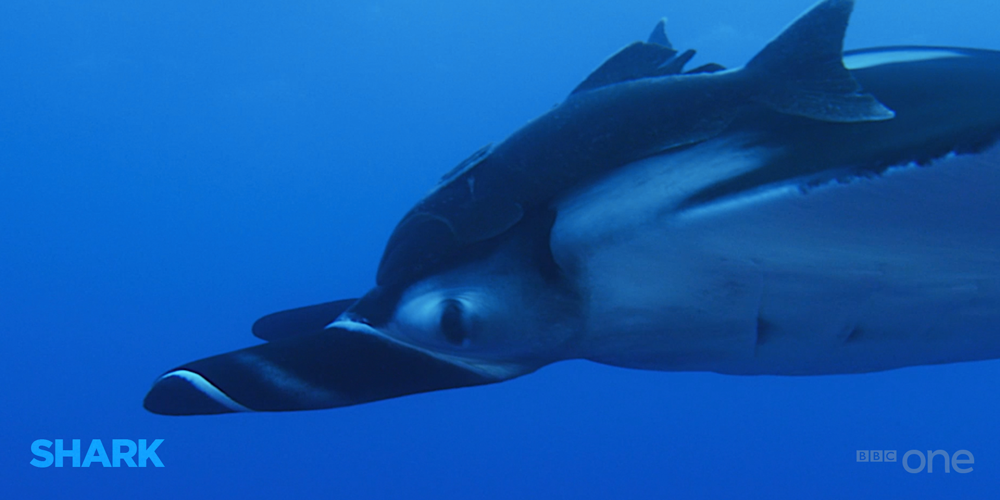 BBCOne's tweet photo. This manta ray has the best headwear since Sherlock put on his deerstalker… #Shark #Sharklock http://t.co/BxFCOTpwhp