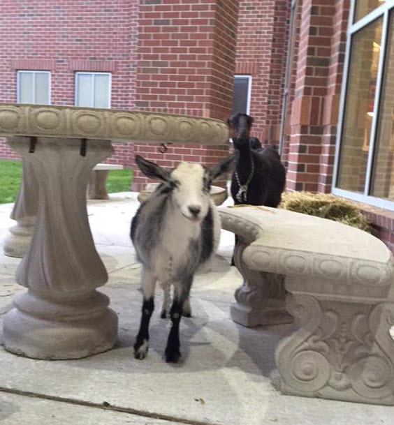 WTOL11Toledo's tweet photo. Start High School had some unusual visitors this morning as part of a senior prank.
See more: http://t.co/k10YjKAIEY http://t.co/HZTw2pbrDi
