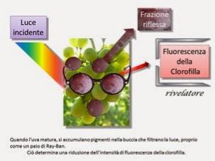 vite2vino tweet picture