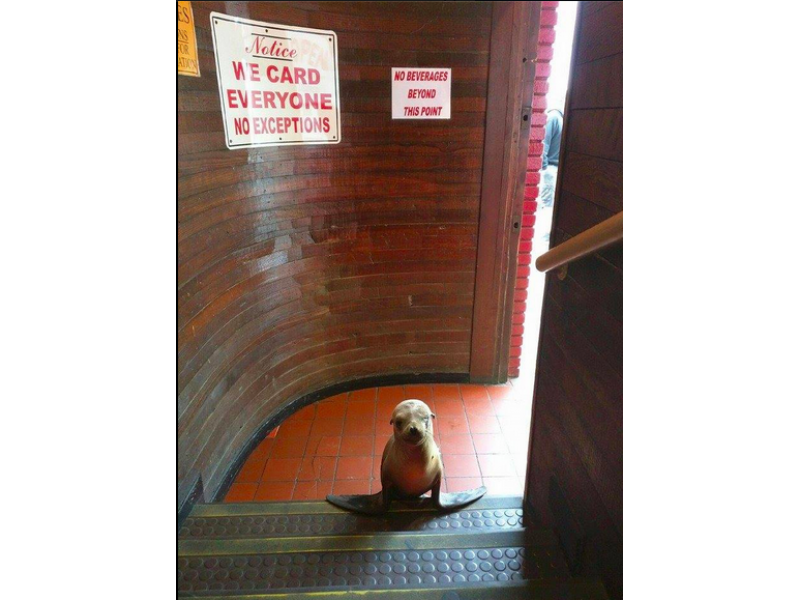 So a #SeaLion walks into a #Bar... <a href="/TheBeachBallBar/">The Beach Ball</a> #NewportBeach #California... patch.com/california/san…