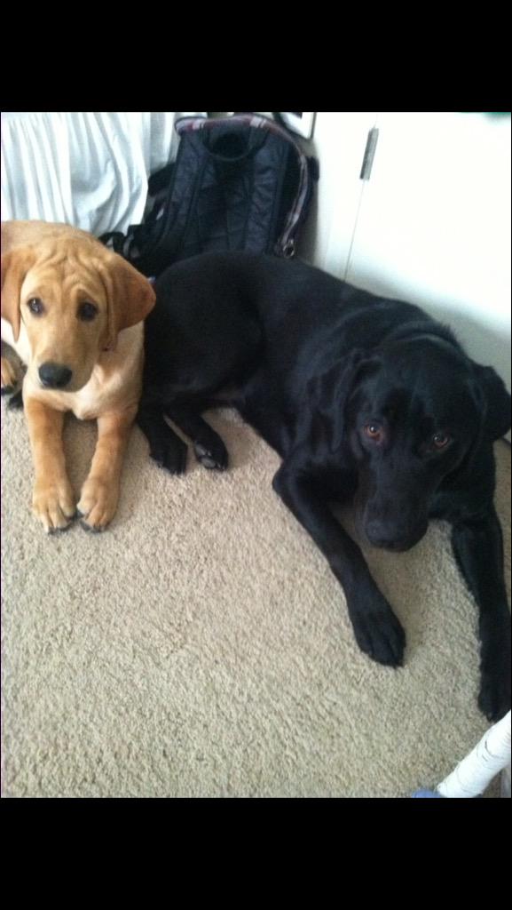 coachrossFHSU's tweet photo. Best buds for life. #teamross http://t.co/UUXk7os5zM