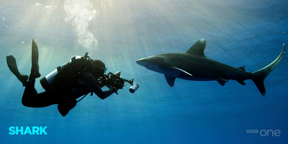 BBCOne's tweet image. There is no evidence to suggest sharks deliberately target humans. #Shark