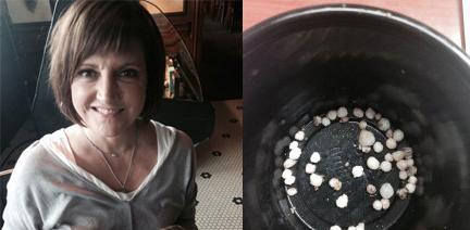 Nshvusa's tweet photo. Woman bites into oyster and finds pearls @ Franklin Restaurant - http://t.co/aH1Kll8dsw  - #nashville #treasure http://t.co/LTM2HPwXv2