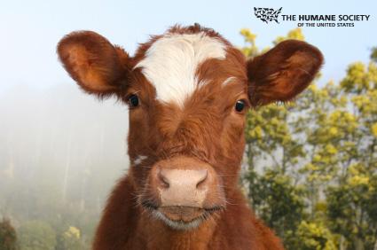 URGENT: Politely tell Gov. McCrory to veto NC aggag bill HB 405. Call now: 919-814-2050 (select option 3). Thank you!