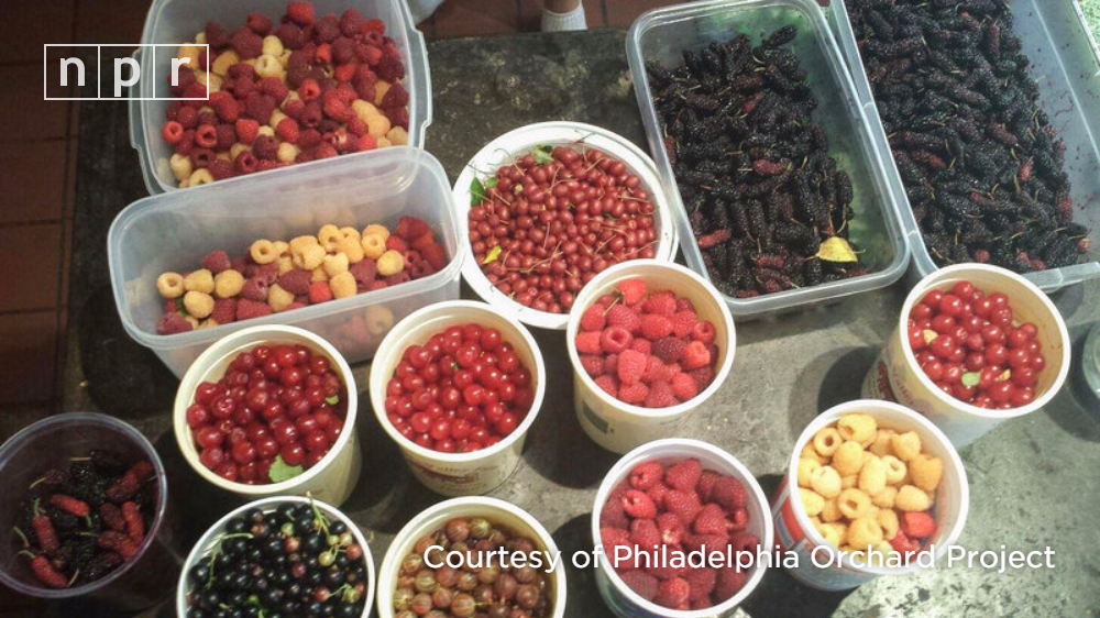 NPRFood's tweet photo. Urban orchards are dropping everything from gooseberries to persimmons to avocados on cities: http://t.co/RIEdRykAmz http://t.co/nl5rfIPgVZ