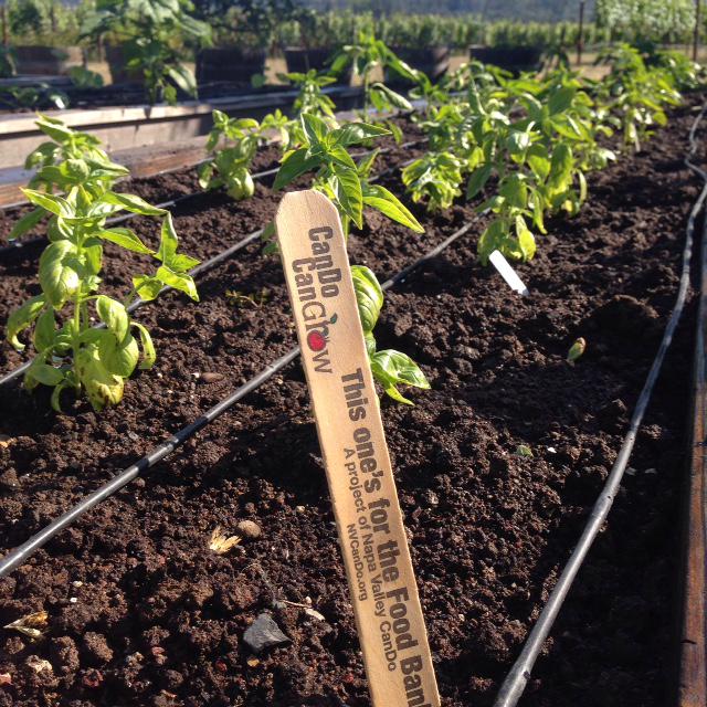 RobertMondavi's tweet photo. Planted 2 beds for the #NVFoodBank today. Proud to #giveback to our community. #NVCanDo #CanDoCanGrow #RobertMondavi http://t.co/XSmwLZPLZH