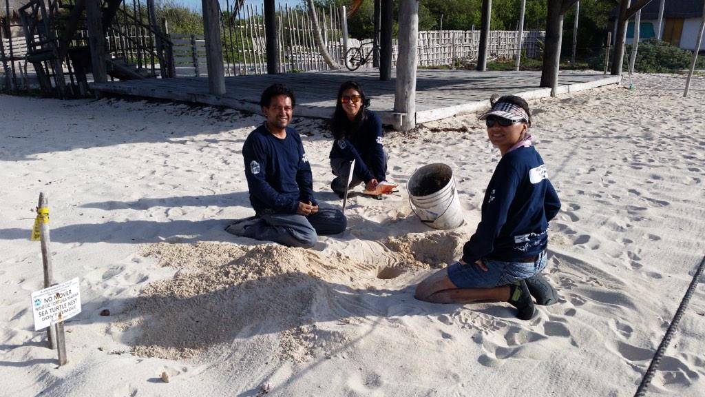 HelpTulumDogs's tweet image. Ya hay nidos de tortuga en #tulum , por favor si vas a la playa con tus perros , cuida que no lastimen estos nidos.