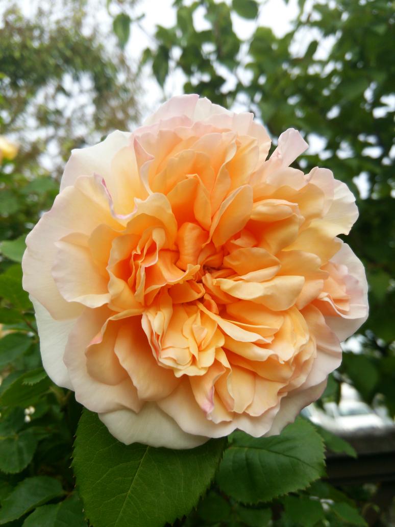 ギヨー Twitter Search