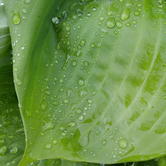 tiffthetechie's tweet photo. I thought it was pretty. 🌱 #GreatVisualExperiences #SeeTheGreat #FeelTheGreat #G4 #LGG4 #L… http://t.co/nhiojEXHWV http://t.co/iGKitXOjYB