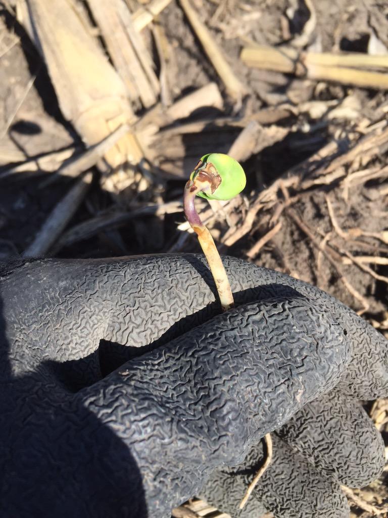 JoshShofner's tweet image. #PPO herbicide damage showing up in soybeans across Southeast Minnesota.  Be on the look out.