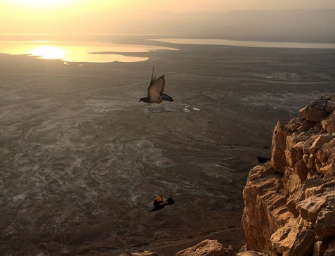 shorashim's tweet photo. "330 am hike [up] Masada to see one of the most beautiful sunrises [ever]"-Amy Katz #Taglit #Shorashim  #Bus506 http://t.co/qAdGkrvCb9